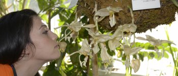 Le più belle orchidee tropicali in mostra al MUSE