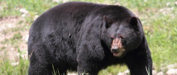 Non più santuari: la Carolina del Nord riapre la caccia all'orso