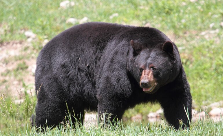 Non più santuari: la Carolina del Nord riapre la caccia all’orso