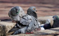 Abbattimenti dei piccioni: un tiro al bersaglio aperto tutto l’anno