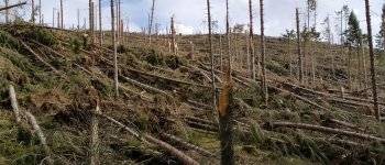 L'intervento per far rinascere il bosco distrutto dalla tempesta Vaia