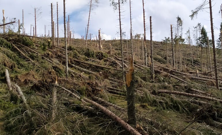 L’intervento per far rinascere il bosco distrutto dalla tempesta Vaia