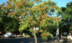Alptrees: benefici e rischi delle specie arboree non native