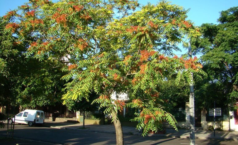 Alptrees: benefici e rischi delle specie arboree non native
