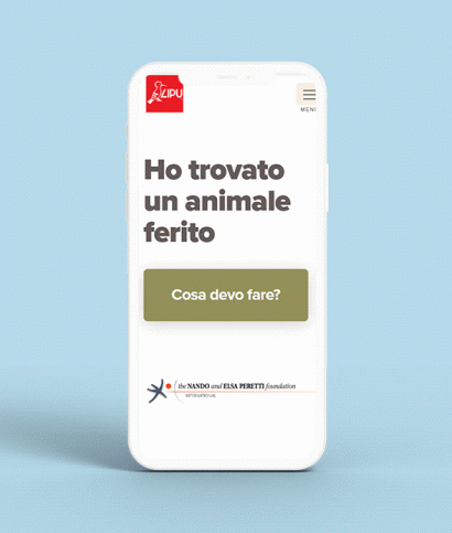 animali feriti 