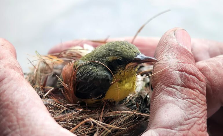 C’è un animale ferito. Cosa devo fare?