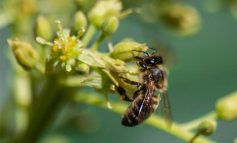 Gli effetti delle microplastiche sulla salute delle api