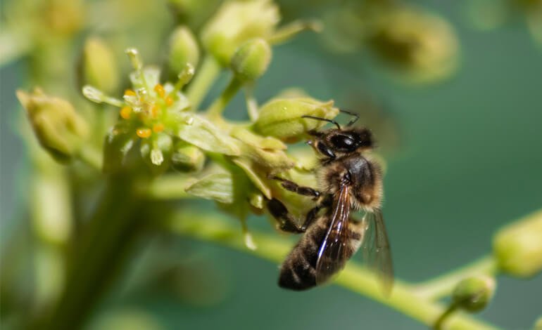Gli effetti delle microplastiche sulla salute delle api