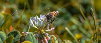 Quanto sono importanti le api nelle nostre città?