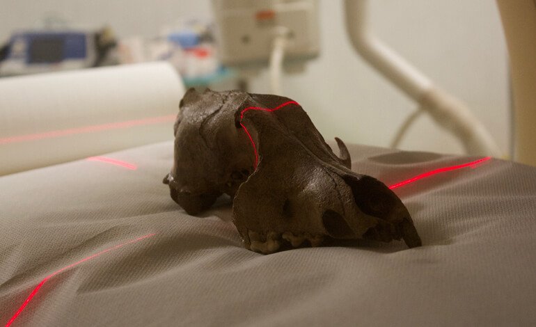 Emerge dal fiume Po un lupo di 1000 anni