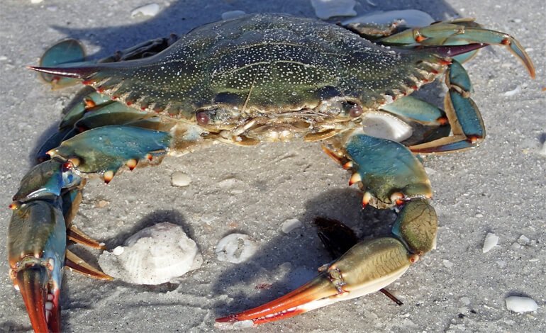 Lo stato di salute delle aree marine costiere siciliane