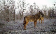 Cosa mangiano i lupi che vivono nella pianura a sud di Alessandria?