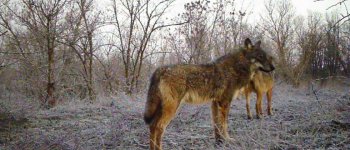 Cosa mangiano i lupi che vivono nella pianura a sud di Alessandria?