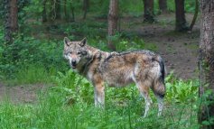 Il monitoraggio sul lupo riapre polemiche mai sopite sul predatore