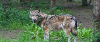 Il monitoraggio sul lupo riapre polemiche mai sopite sul predatore