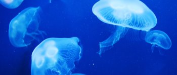 Le meduse prediligono le acque pulite o inquinate?