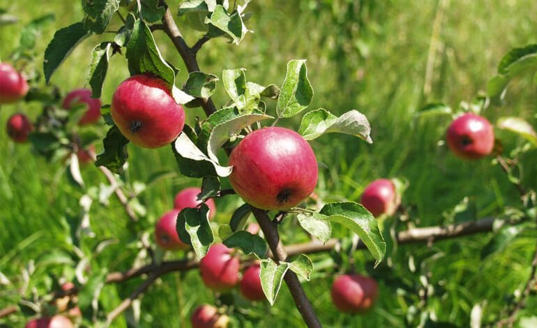 Qual è l’impronta ambientale della mela? La calcola la Libera Università di Bolzano