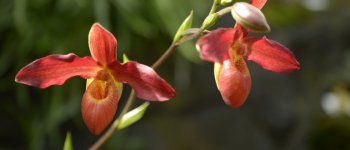 300 specie di orchidee vi aspettano alla mostra-mercato del MUSE