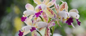 Il destino delle orchidee in un mondo che cambia