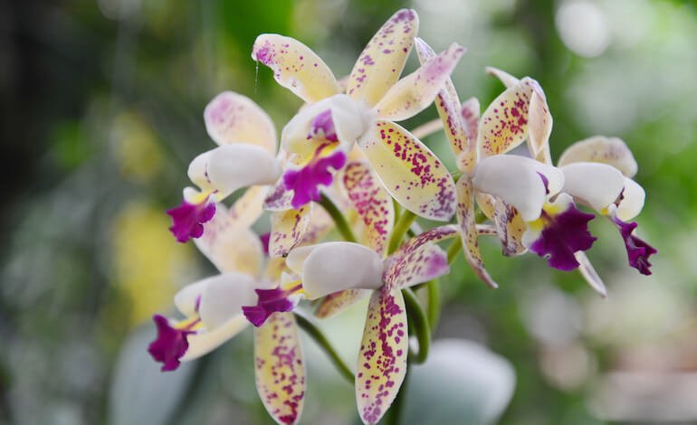 Il destino delle orchidee in un mondo che cambia