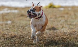 Come conseguire il patentino per proprietari di cani speciali
