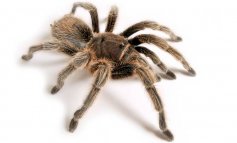 I ragni grandi e pelosi sono i più pericolosi