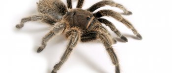 I ragni grandi e pelosi sono i più pericolosi