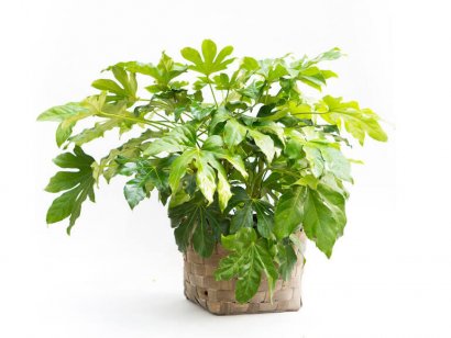 Orticola