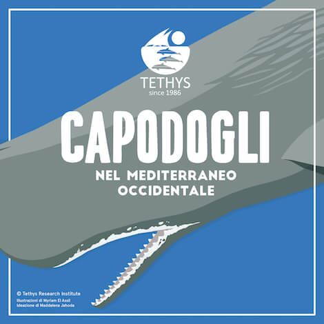 salvaguardia cetacei Tethys salvaguardia cetacei Tethys