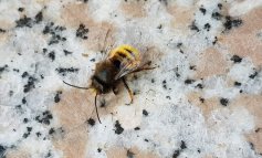 Gli effetti negativi dei fungicidi sulla riproduzione delle api selvatiche
