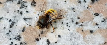 Gli effetti negativi dei fungicidi sulla riproduzione delle api selvatiche