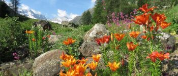 Tante le novità al giardino botanico alpino Paradisia