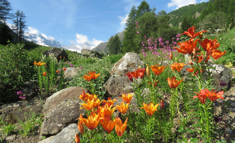 Tante le novità al giardino botanico alpino Paradisia