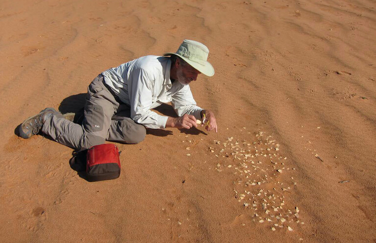 uccello preistorico uccello preistorico