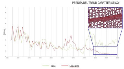 quercia nei boschi planiziali