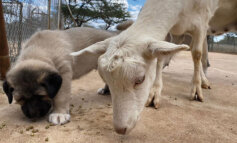 Cani da Pastore: programma “LGD” per salvare il Ghepardo