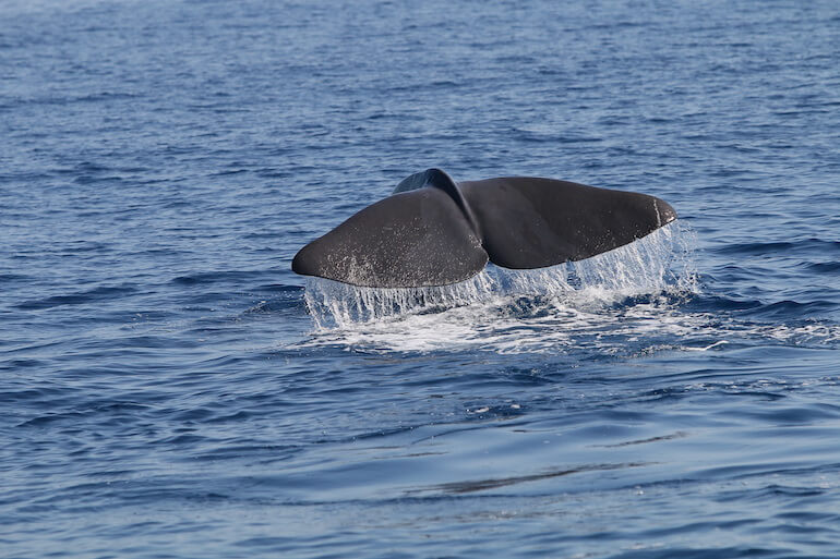 salvaguardia cetacei Tethys salvaguardia cetacei Tethys