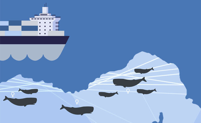 Per la salvaguardia dei cetacei nel Mar Mediterraneo
