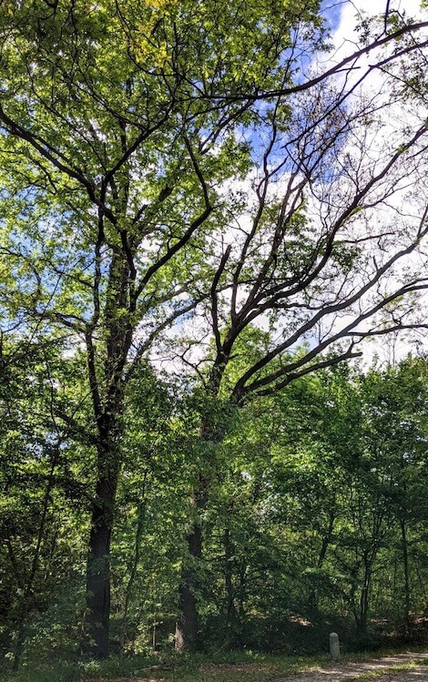quercia nei boschi planiziali quercia nei boschi planiziali