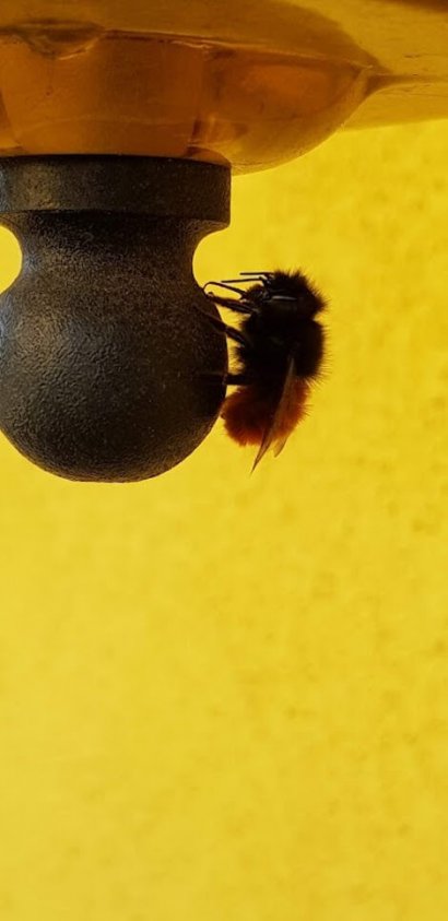 fungicidi e api
