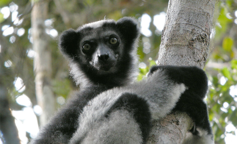 Un progetto per salvare dall’estinzione il lemure cantante del Madagascar