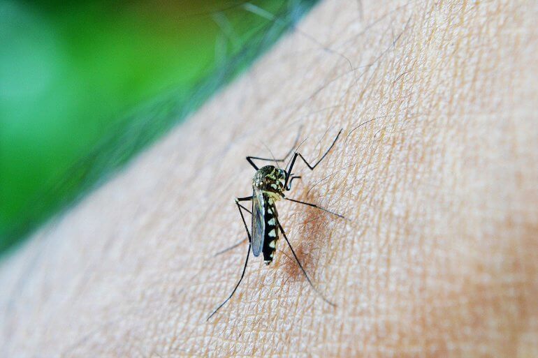 mosquito alert 