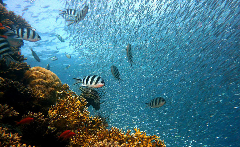 Azioni chiave per un oceano sicuro, pulito, sano e gestito in modo sostenibile