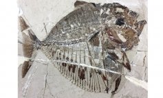 Un pesce luna fossile di 48 milioni di anni fa rivela la sua inaspettata storia evolutiva