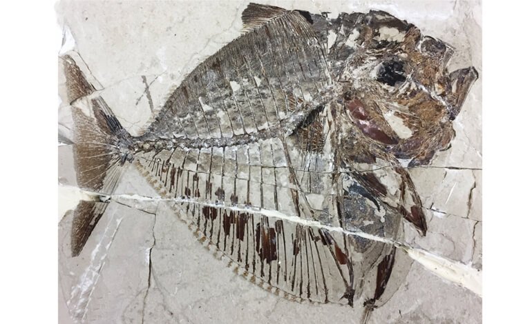 Un pesce luna fossile di 48 milioni di anni fa rivela la sua inaspettata storia evolutiva