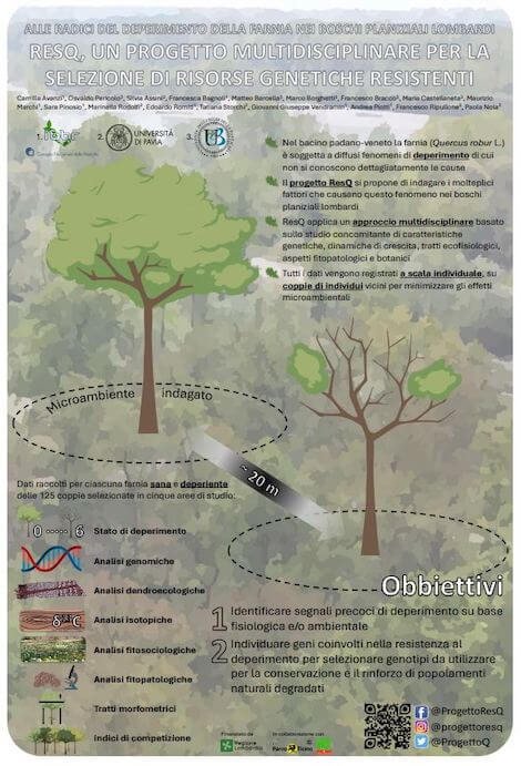 quercia nei boschi planiziali quercia nei boschi planiziali