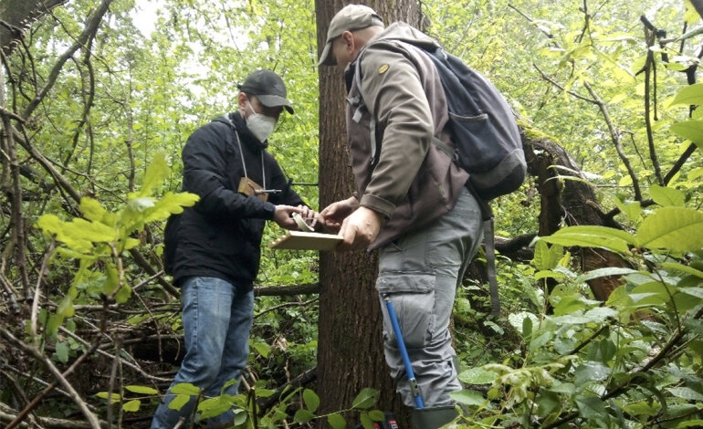 Il ruolo degli ecosistemi forestali e degli alberi per lo sviluppo sostenibile