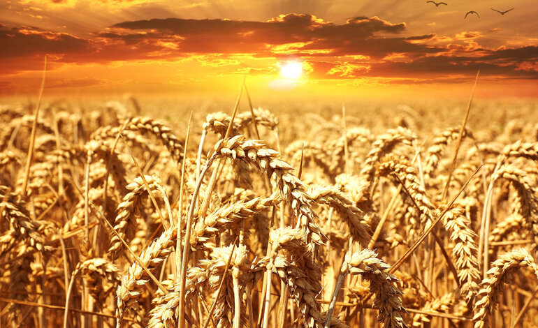 Le nuove strategie della FAO per il prossimo decennio