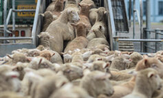 Ancora sofferenza sulle navi stalla: morte annegate 15.000 pecore