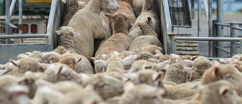 Ancora sofferenza sulle navi stalla: morte annegate 15.000 pecore